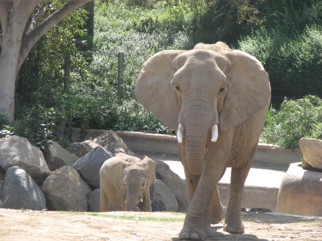 African elephant