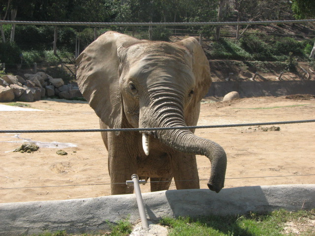 African elephant