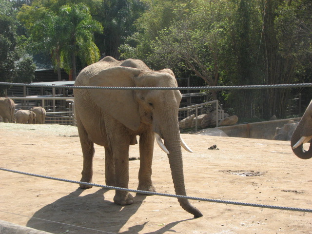 African elephant