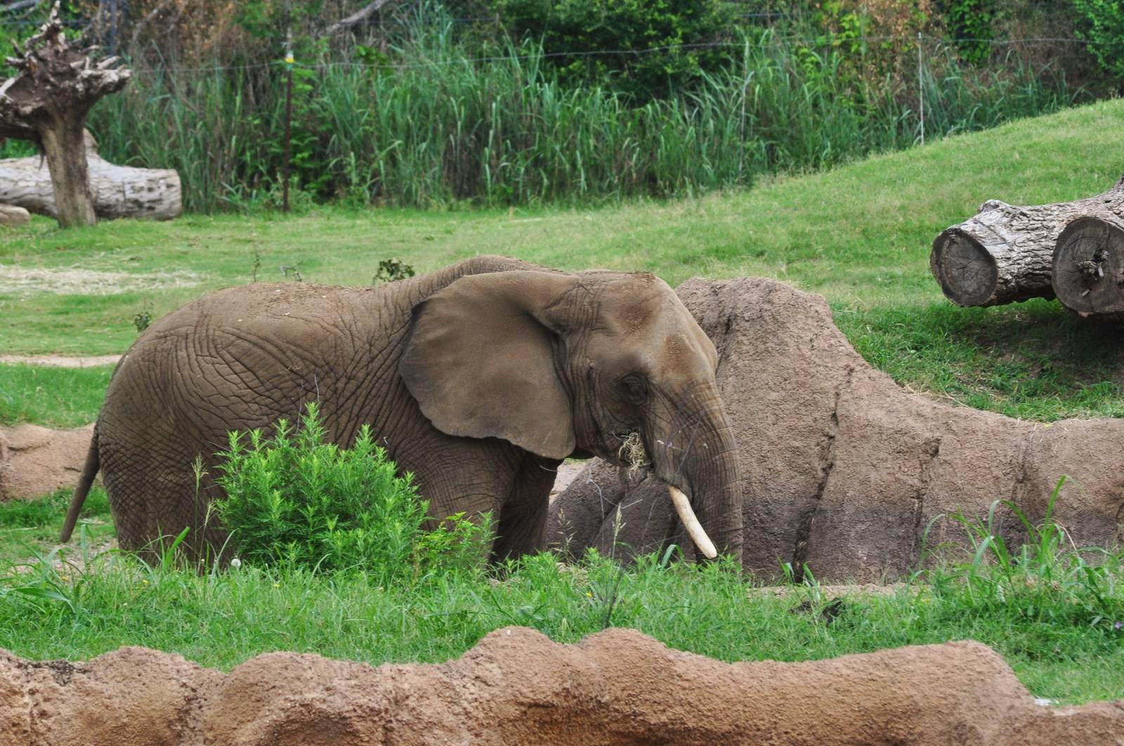 African Elephant