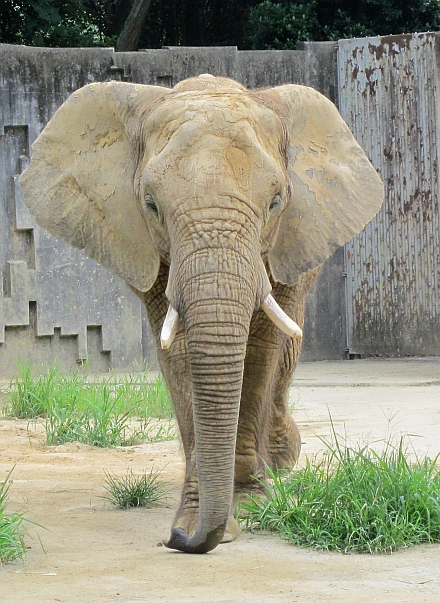 African Elephant