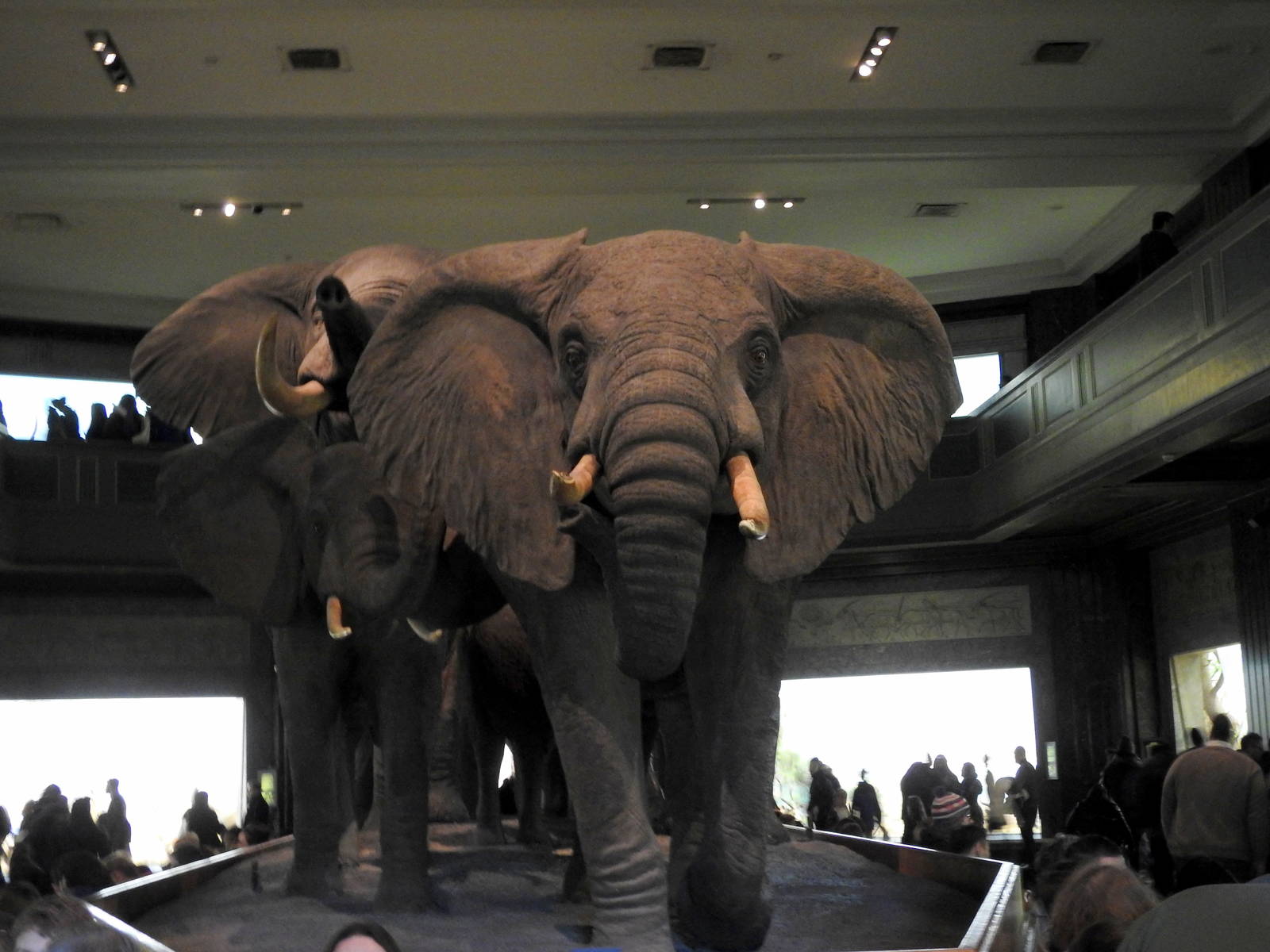 African Elephant