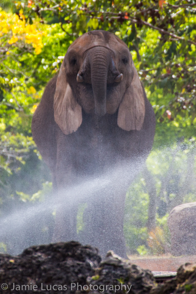 African Elephant