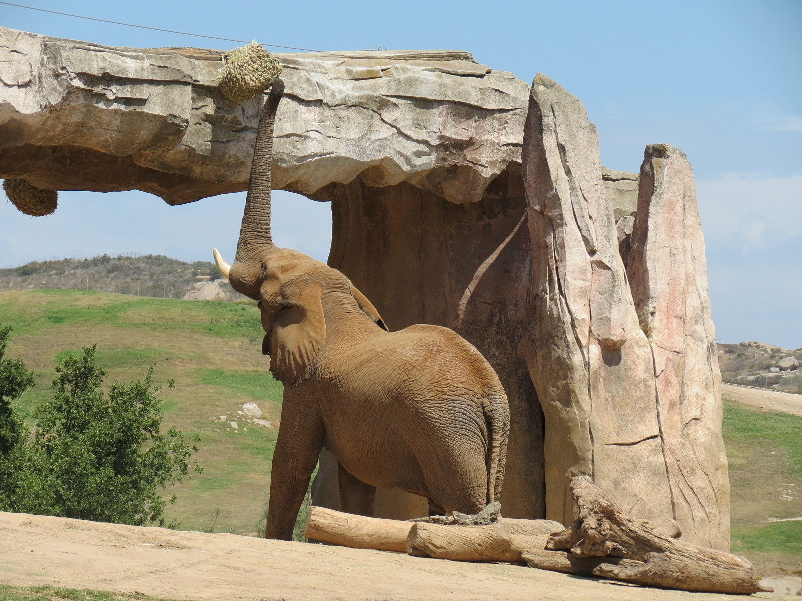 African Elephant