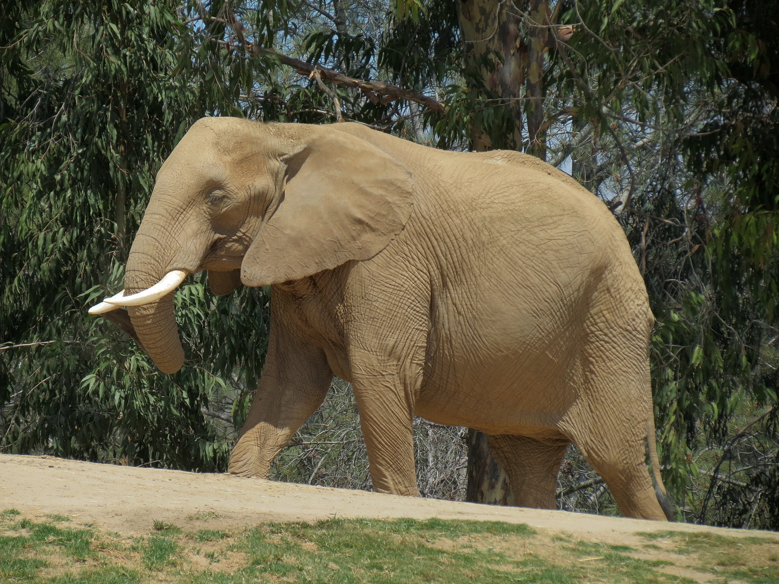 African Elephant