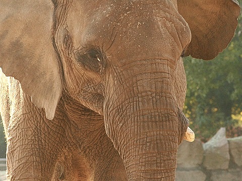 African Elephant