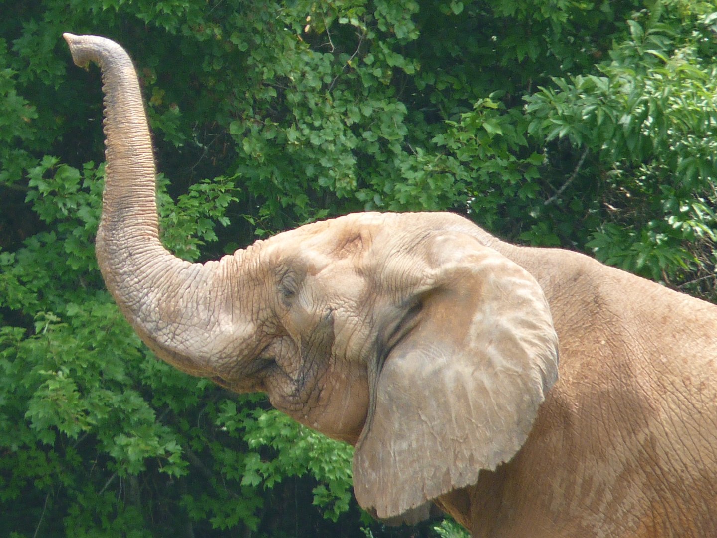 African Elephant
