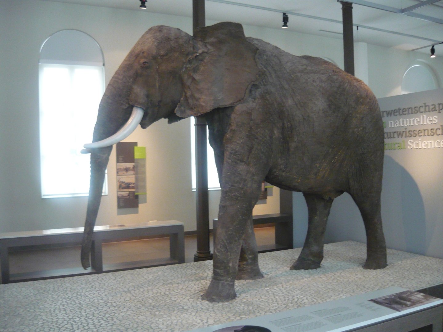 African elephant