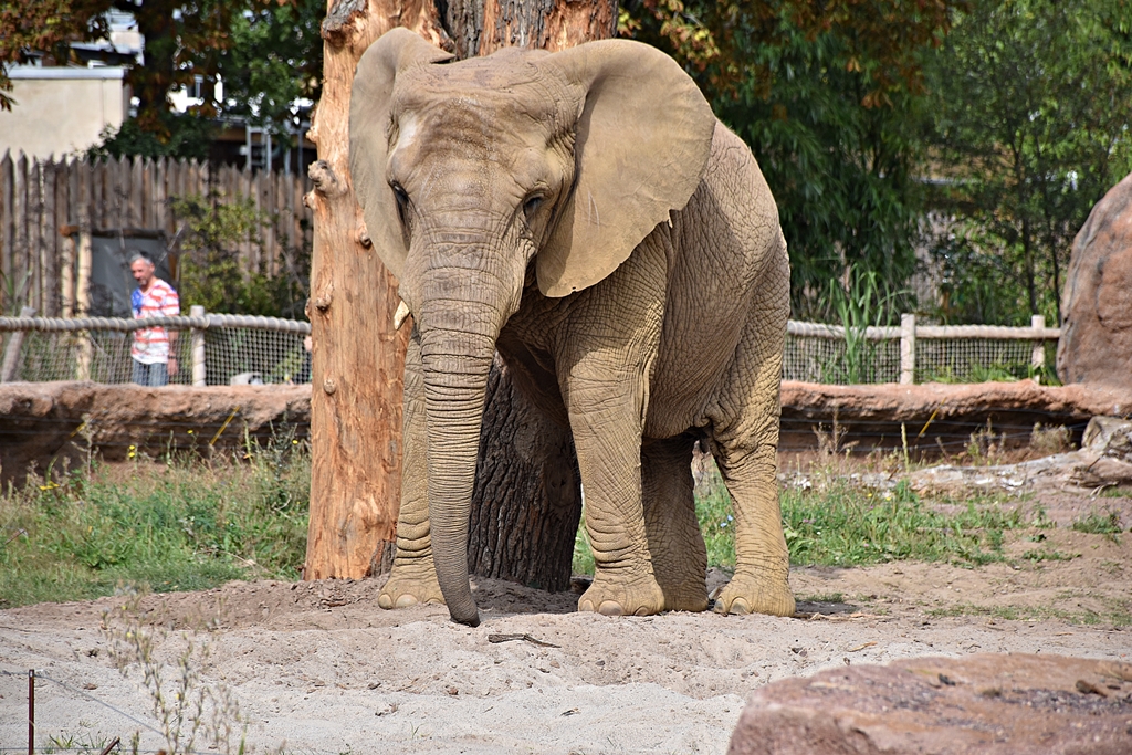 African Elephant