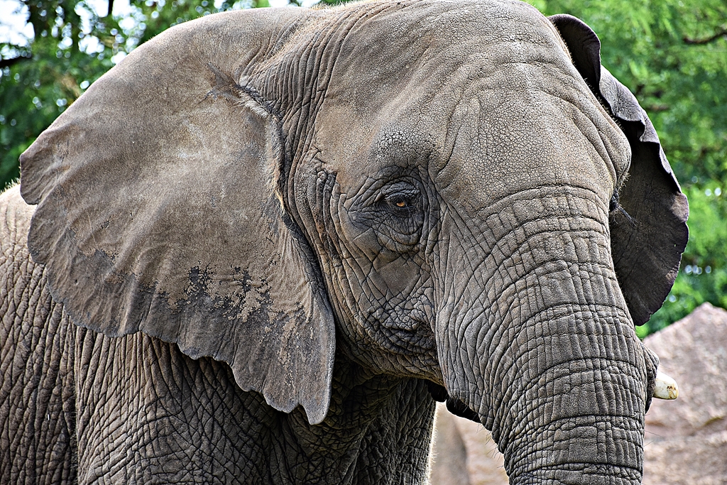 African Elephant