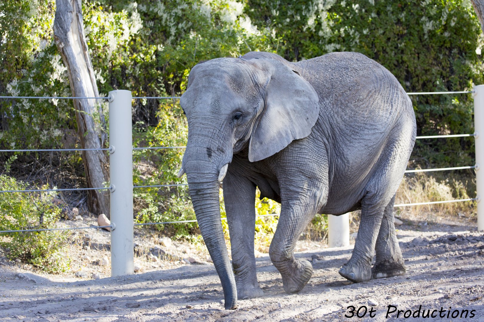 African Elephant