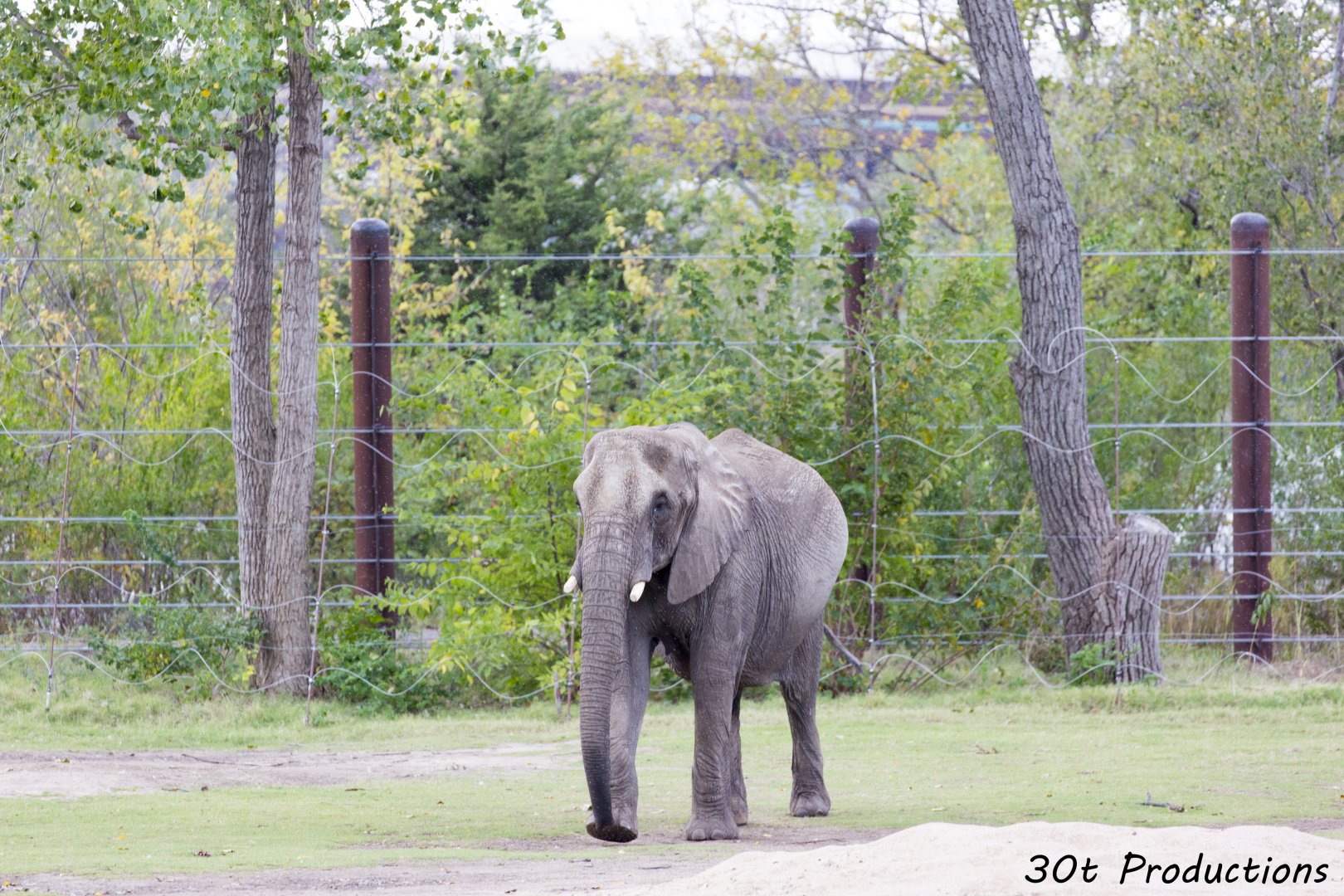 African Elephant