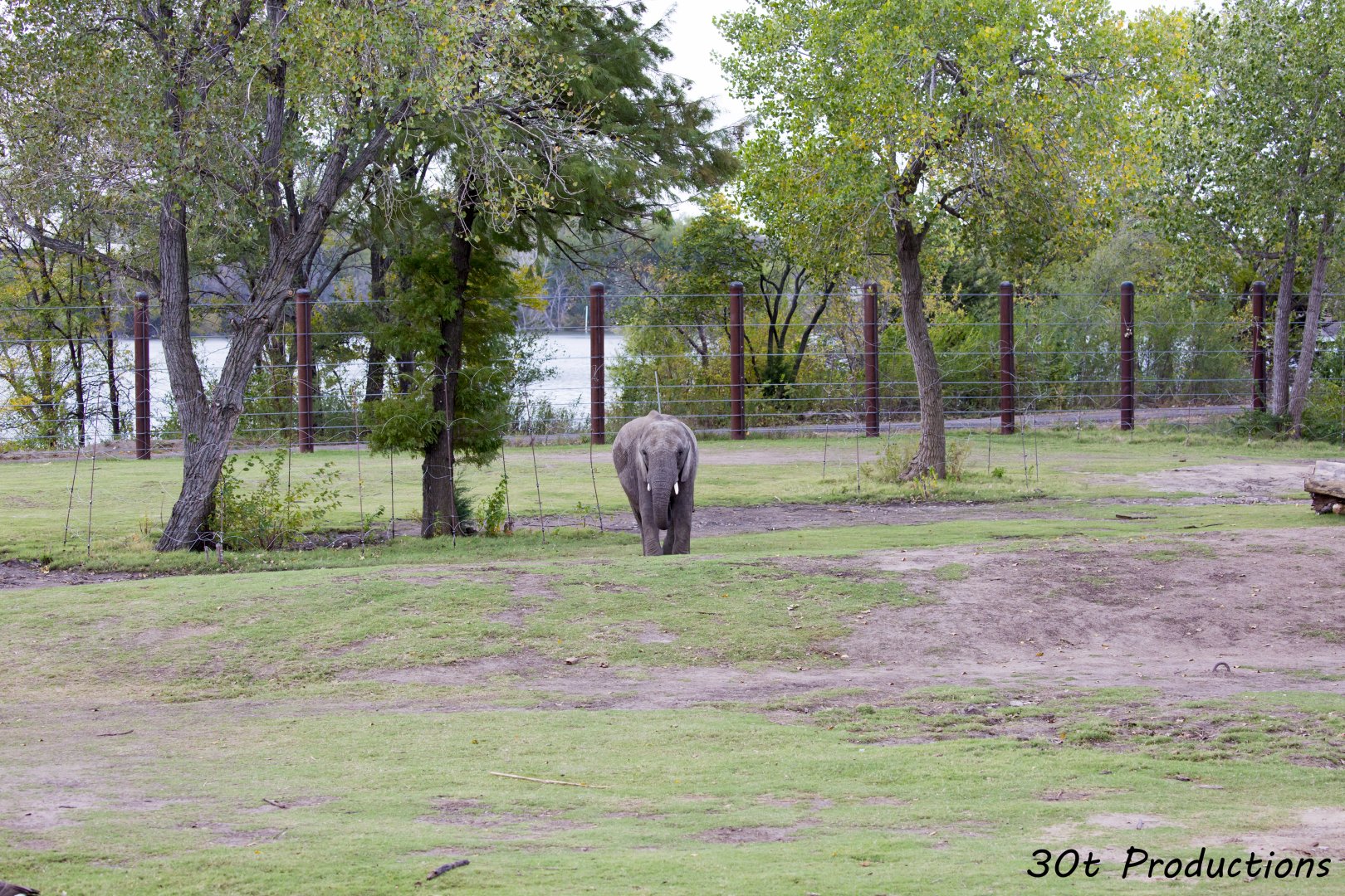 African Elephant