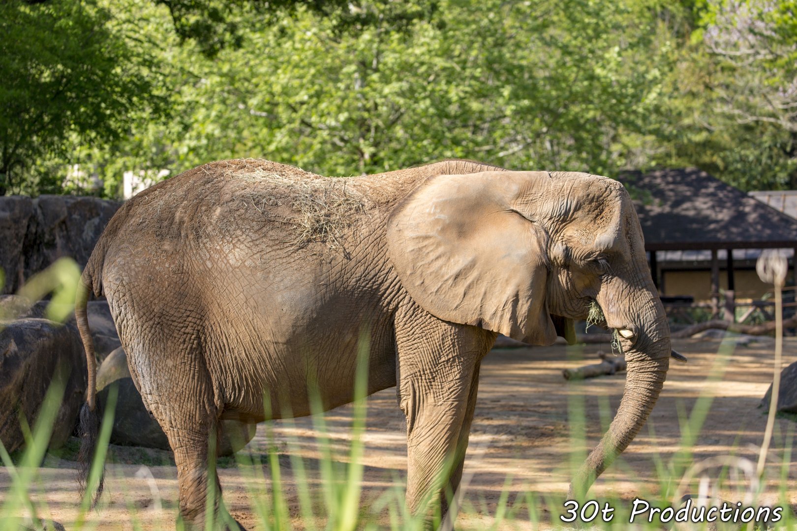 African Elephant
