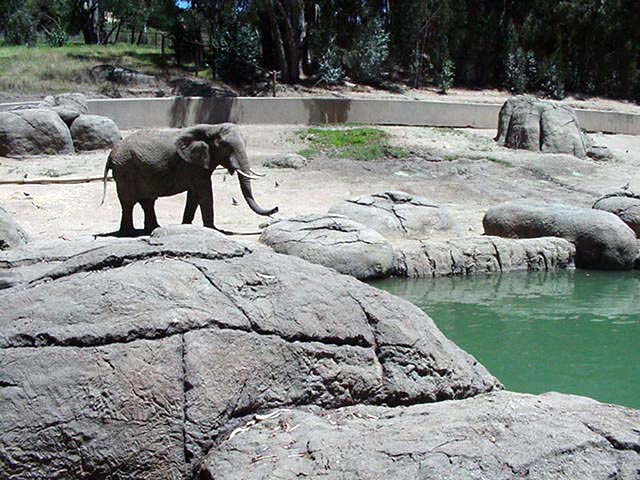 African Elephant
