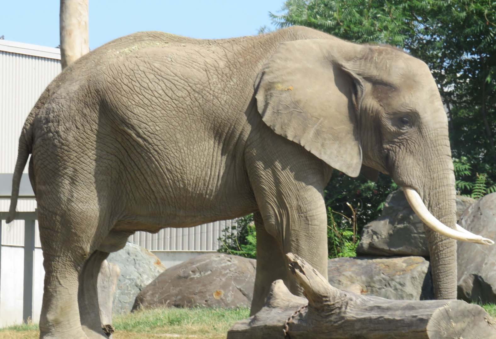 African elephant