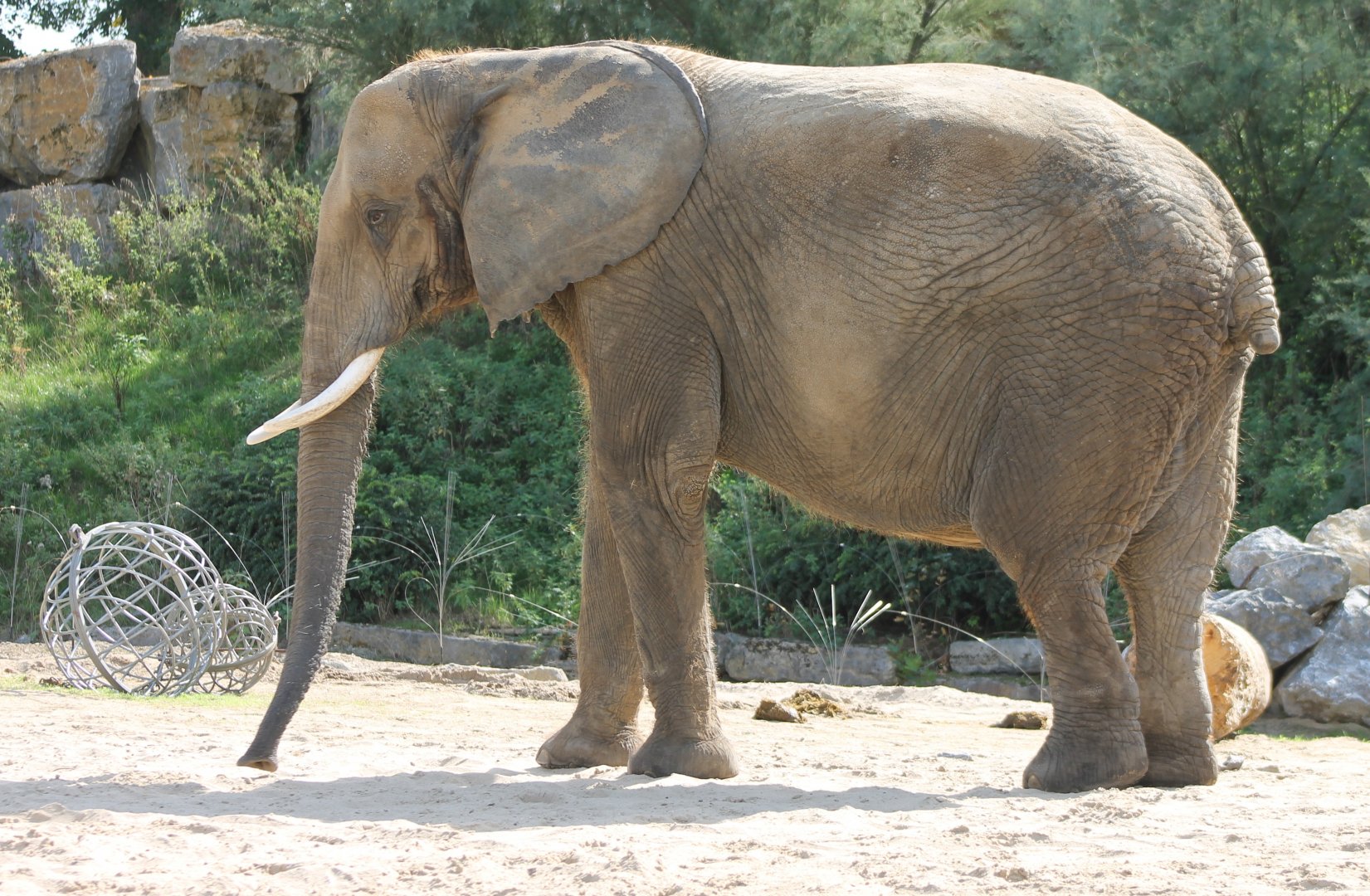 African elephant