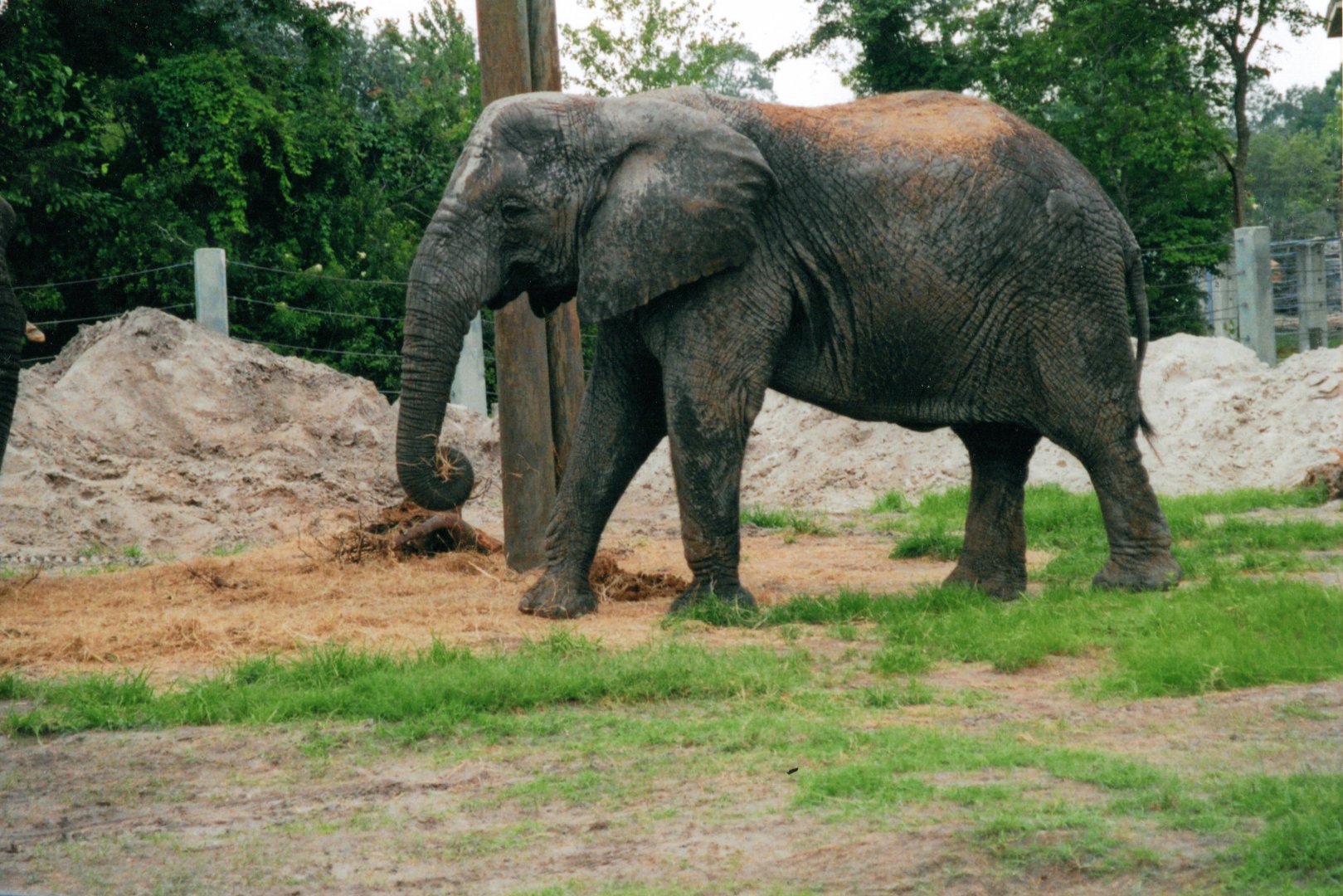 African Elephant