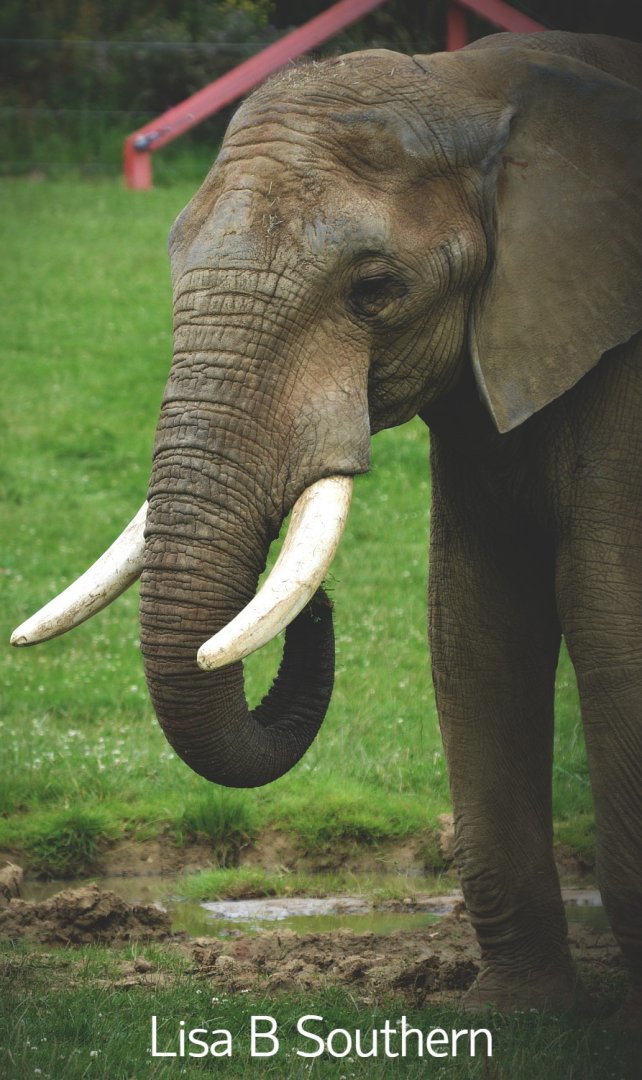 african elephant