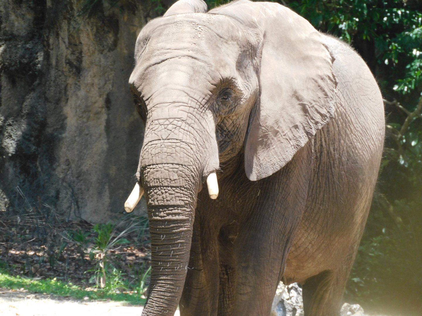 African elephant