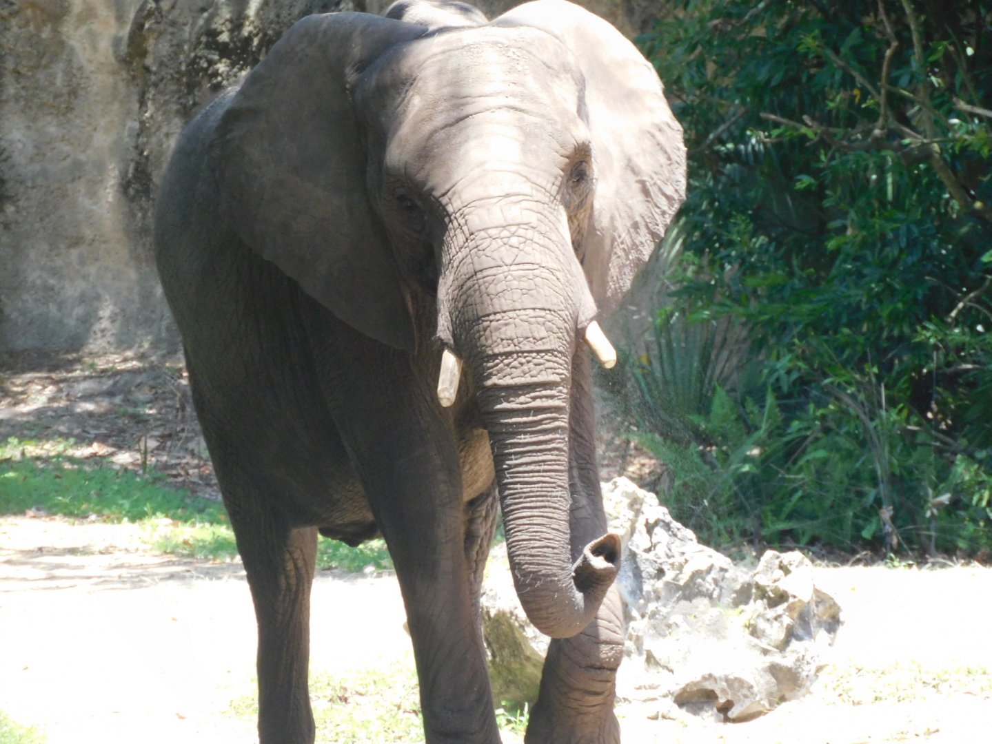 African elephant