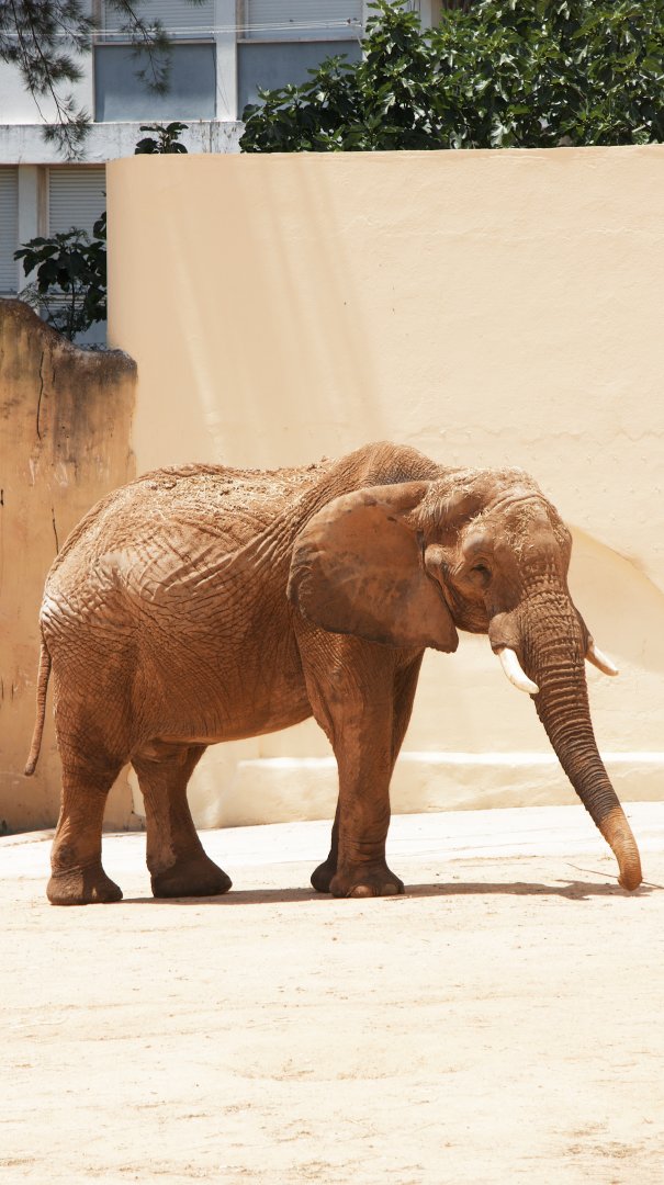 African elephant