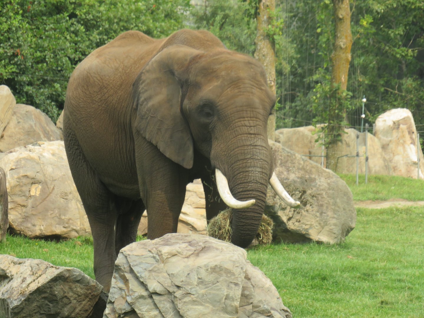 African elephant