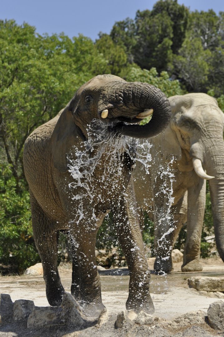 African elephant