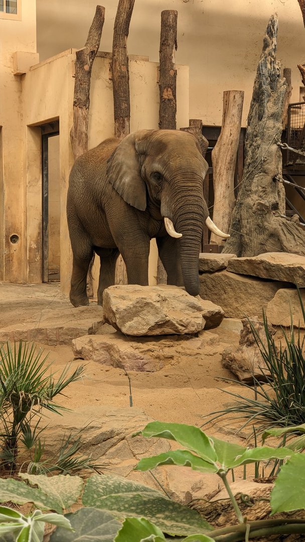 African Elephant