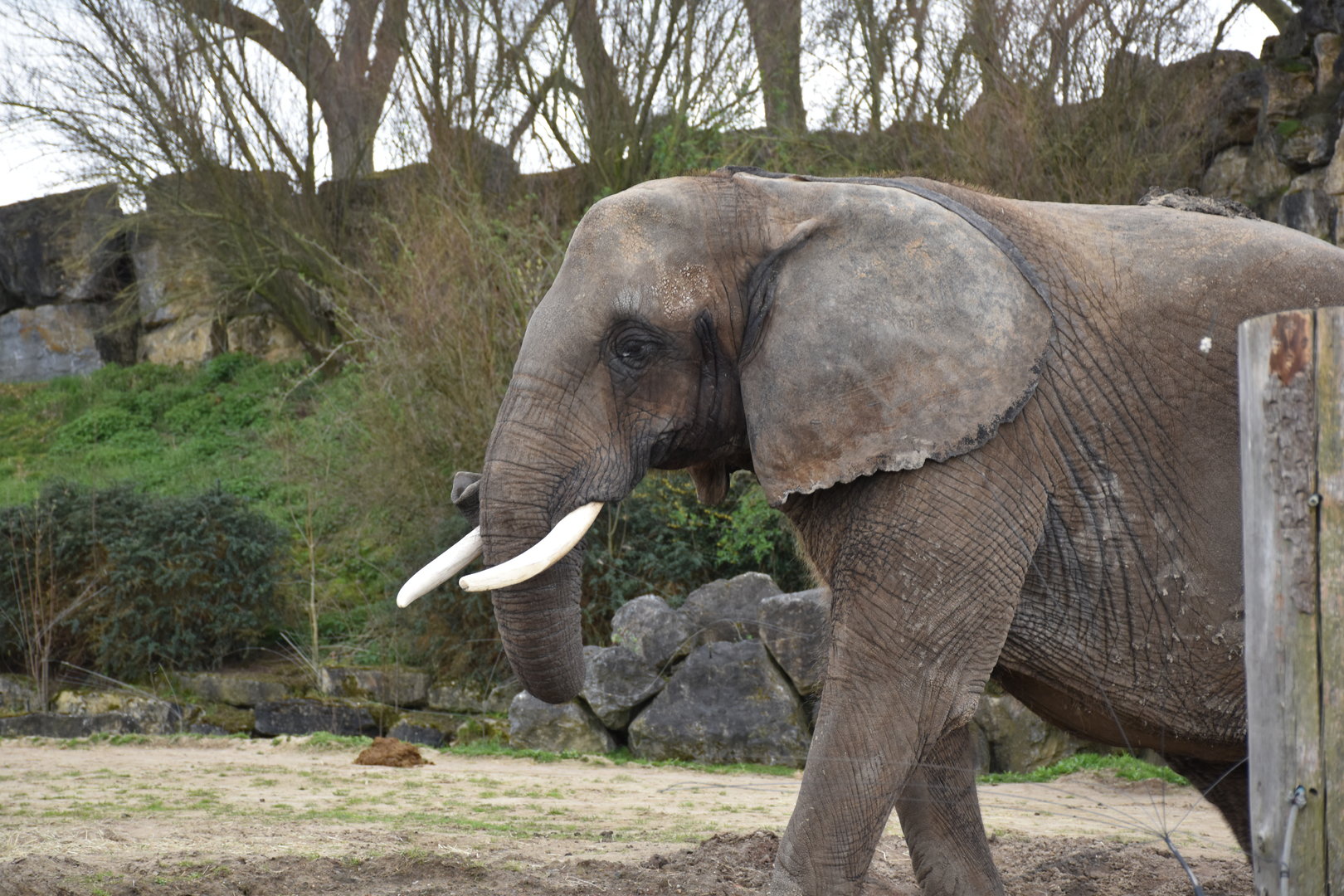 African elephant