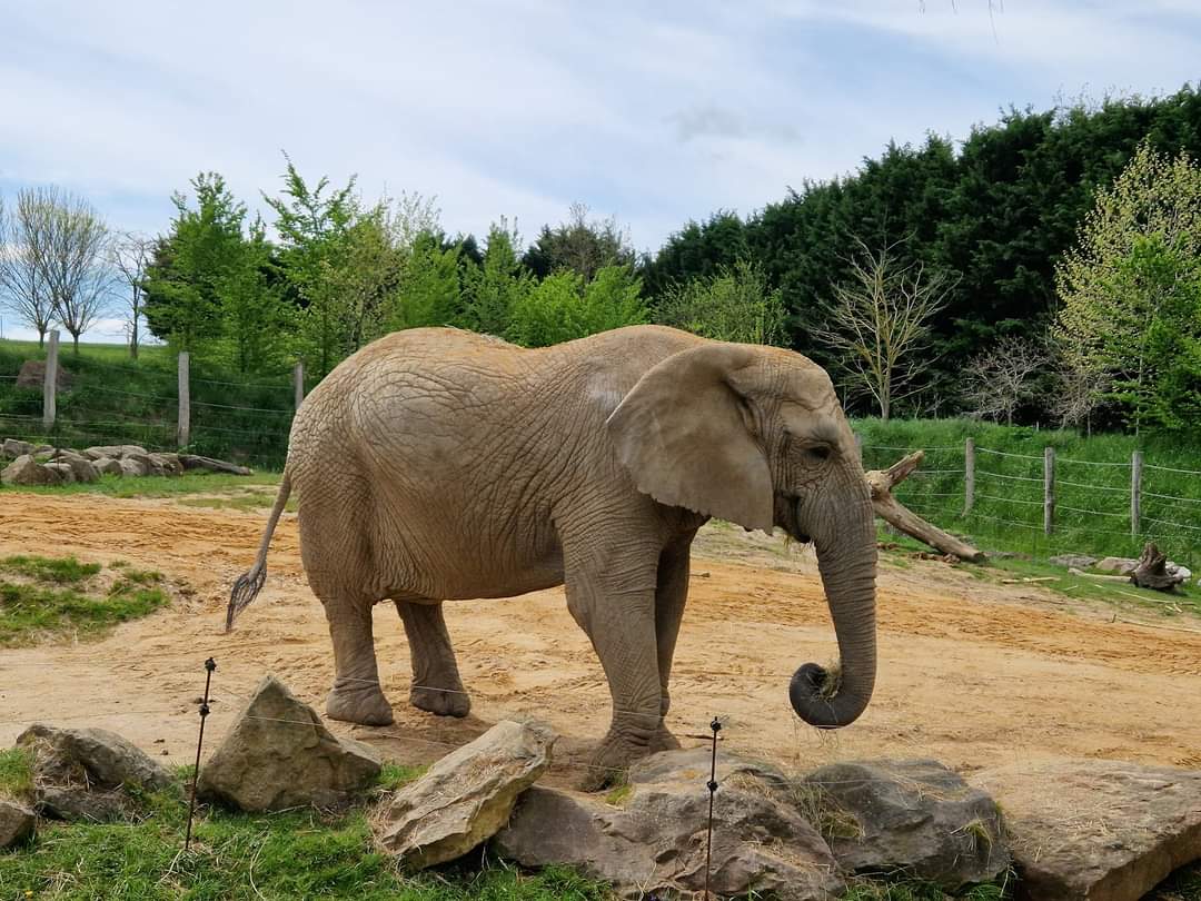 African Elephant