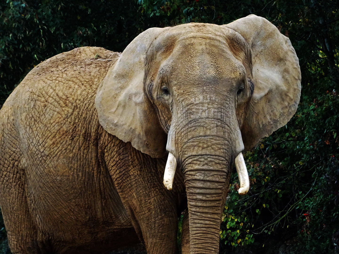 African Elephant