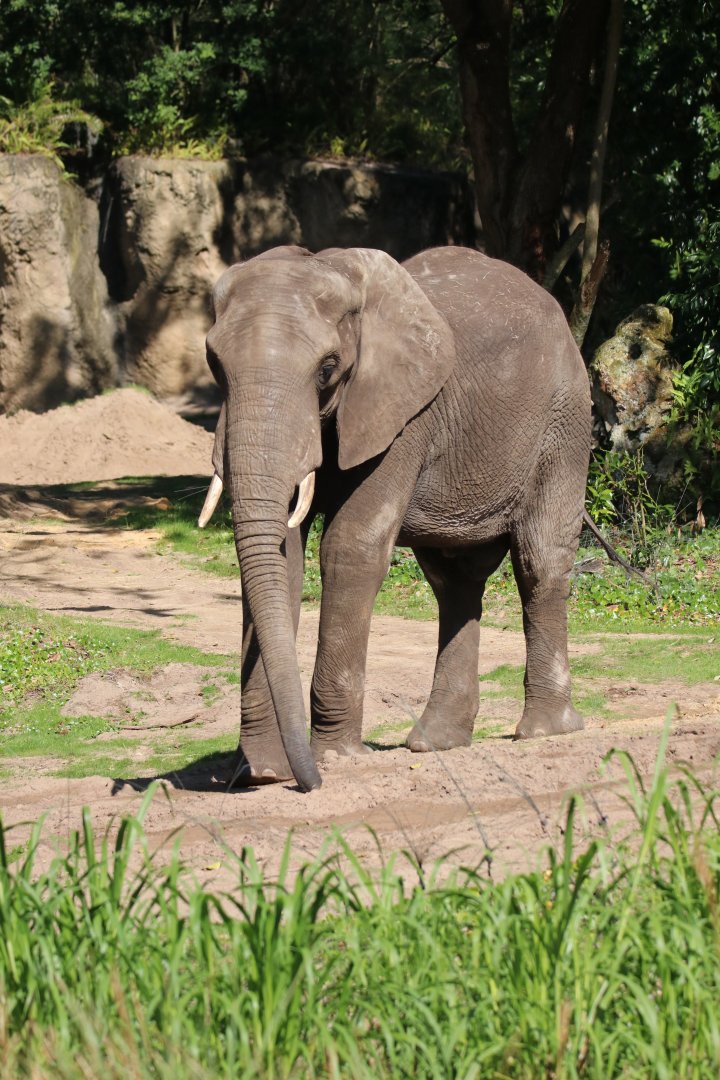 African elephant