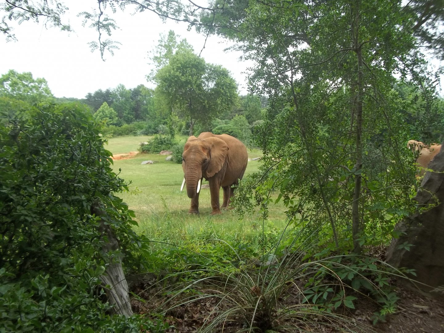 African Elephant