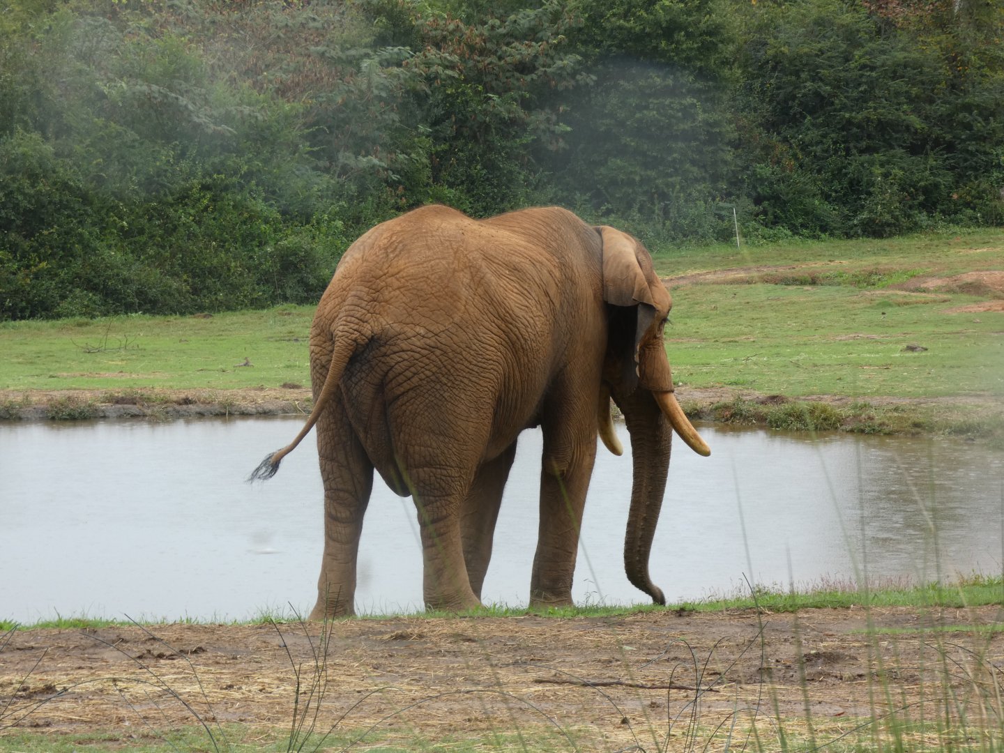 African Elephant
