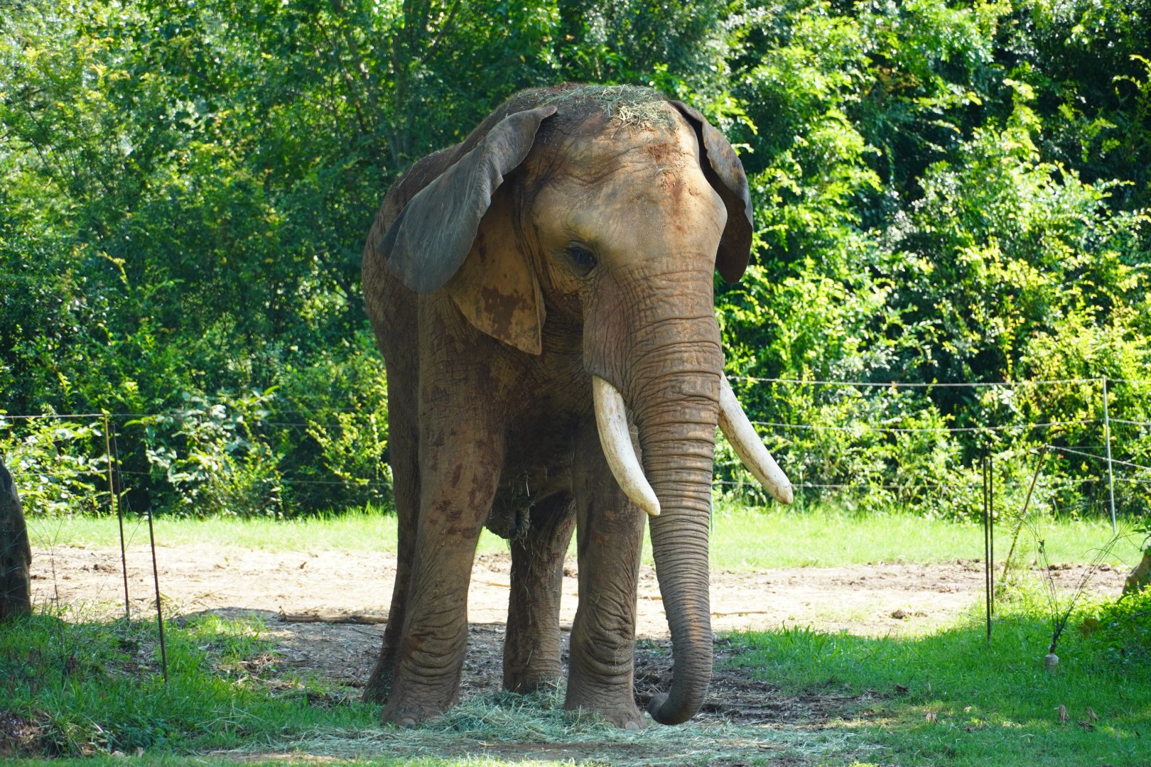 African Elephant