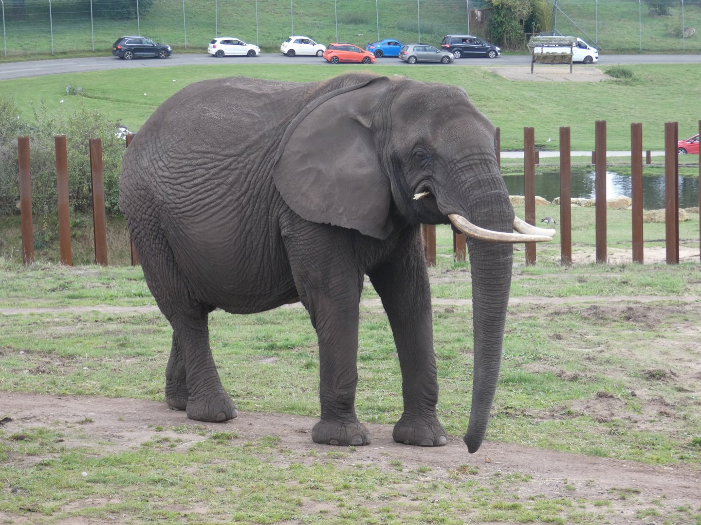 African elephant