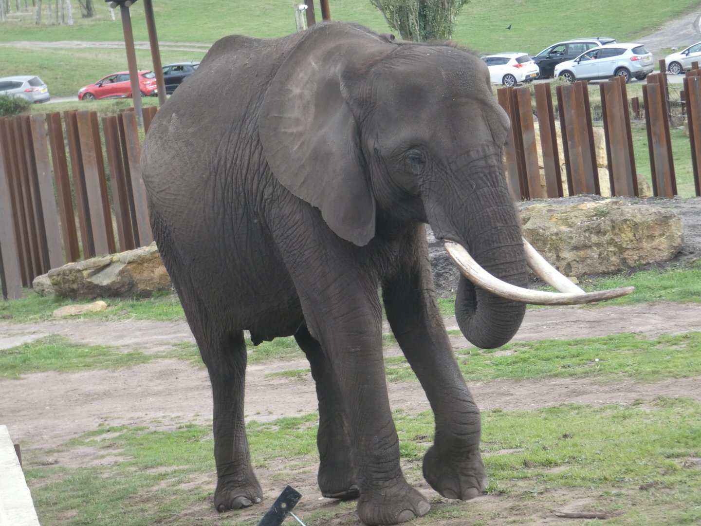 African elephant