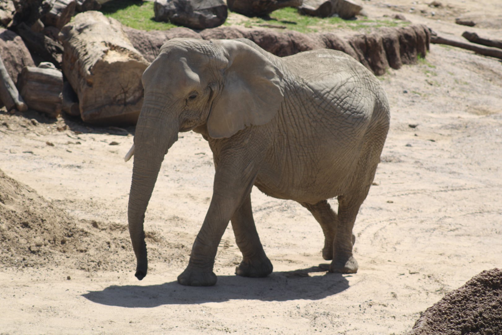 African Elephant