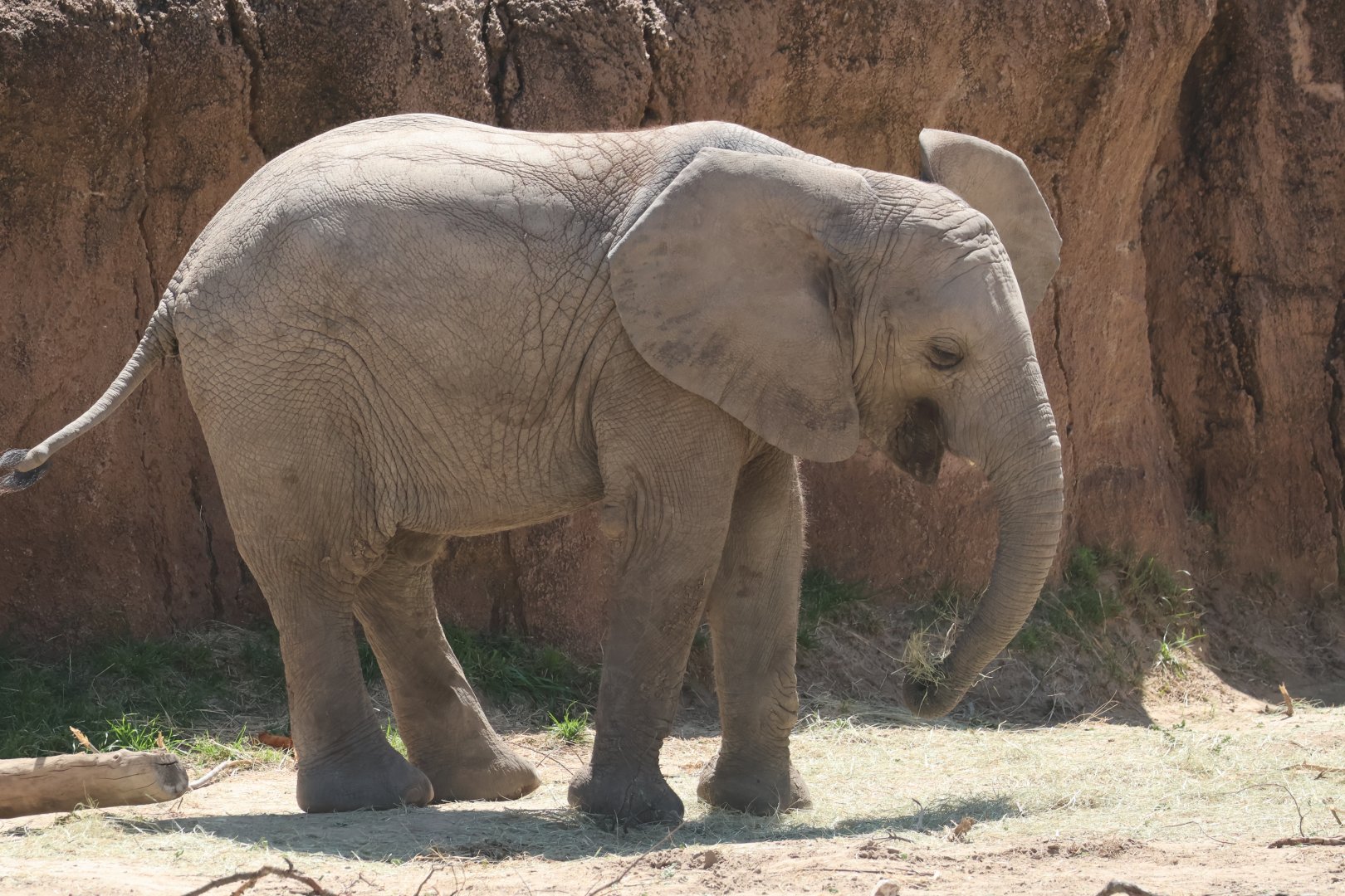 African Elephant