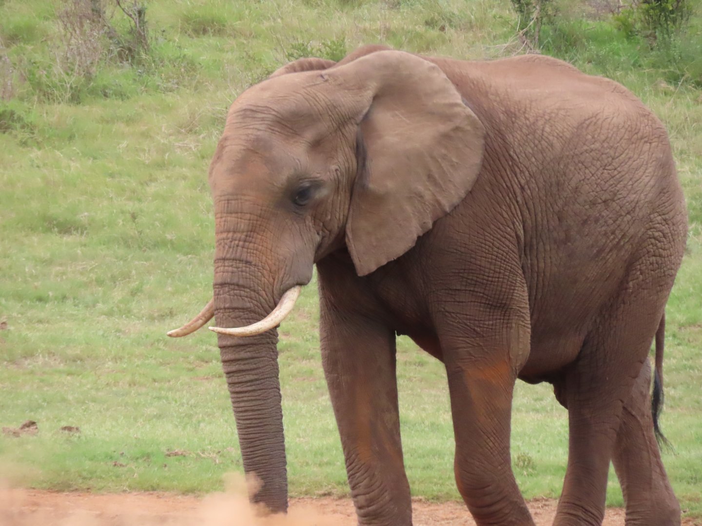 African elephant