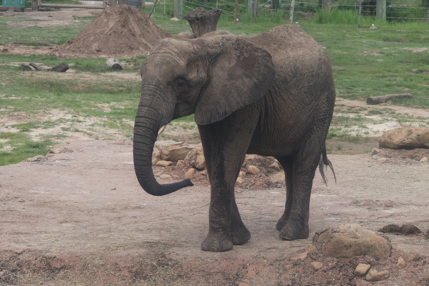 African elephant