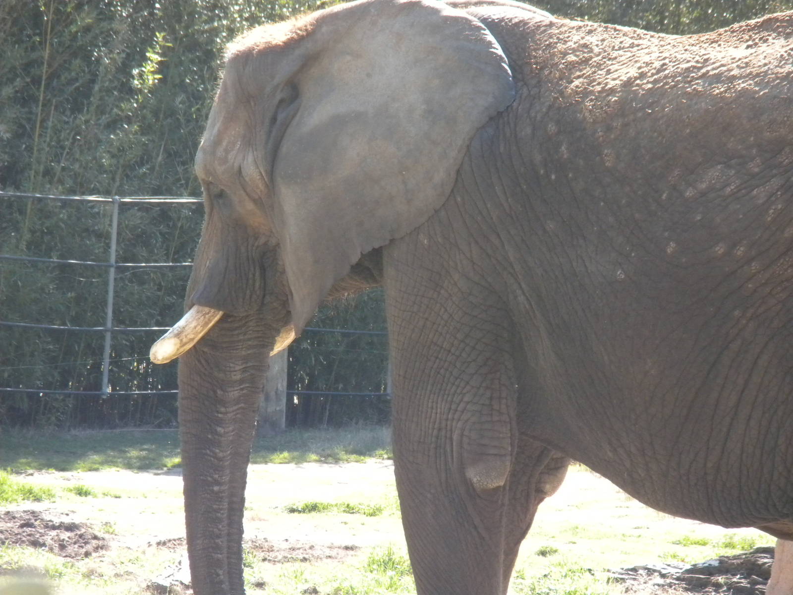 African Elephant