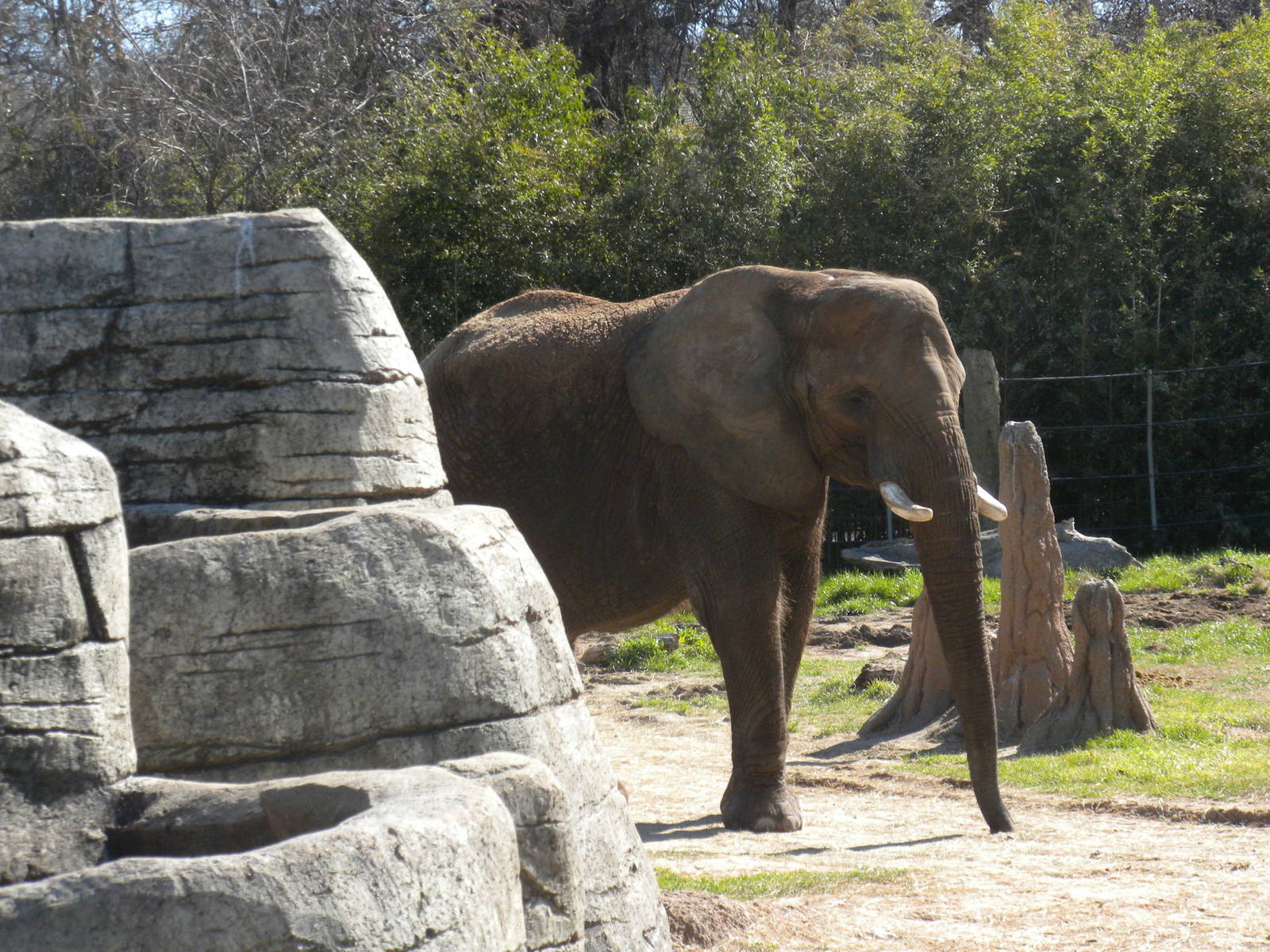African Elephant