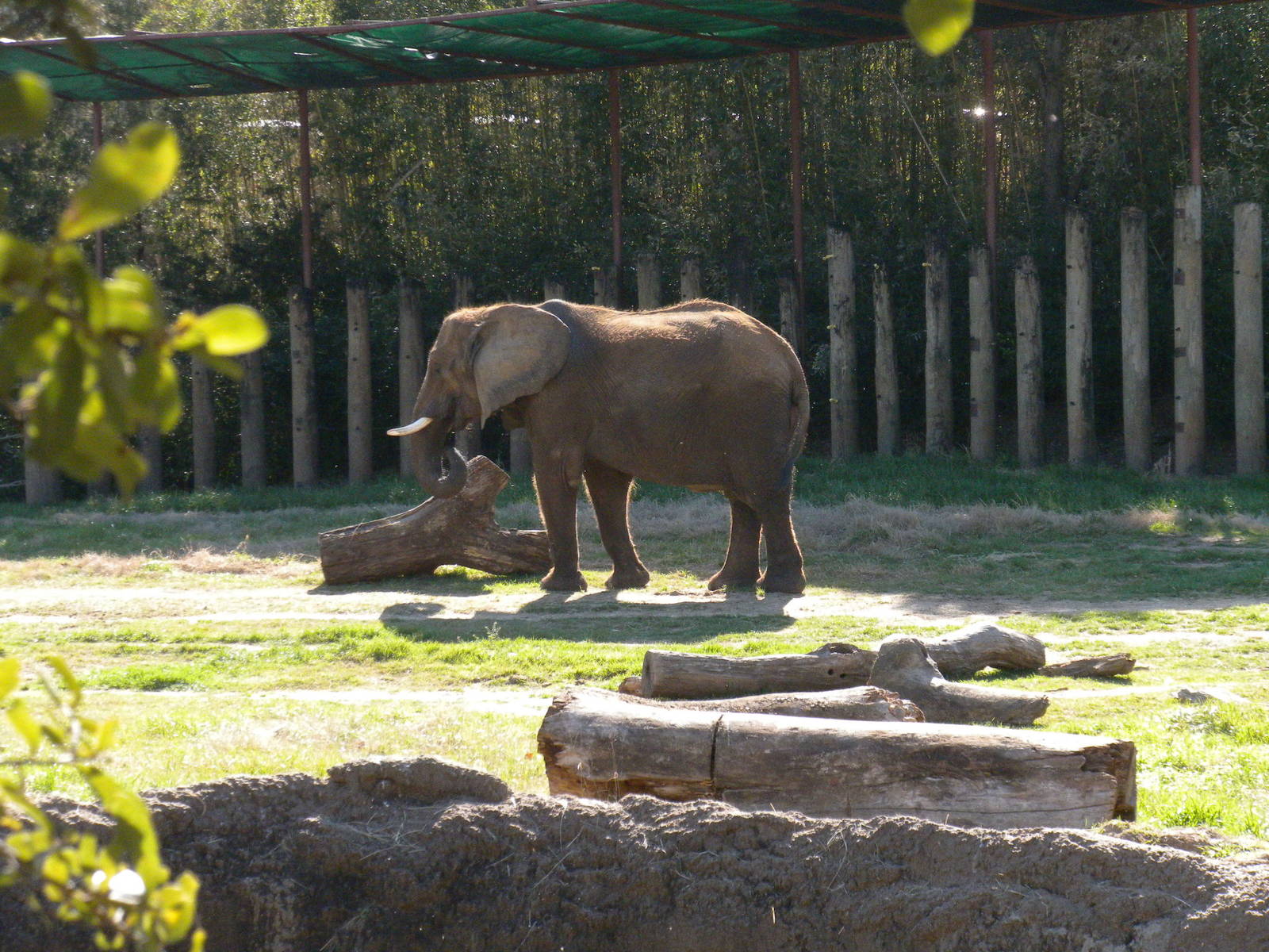 African Elephant