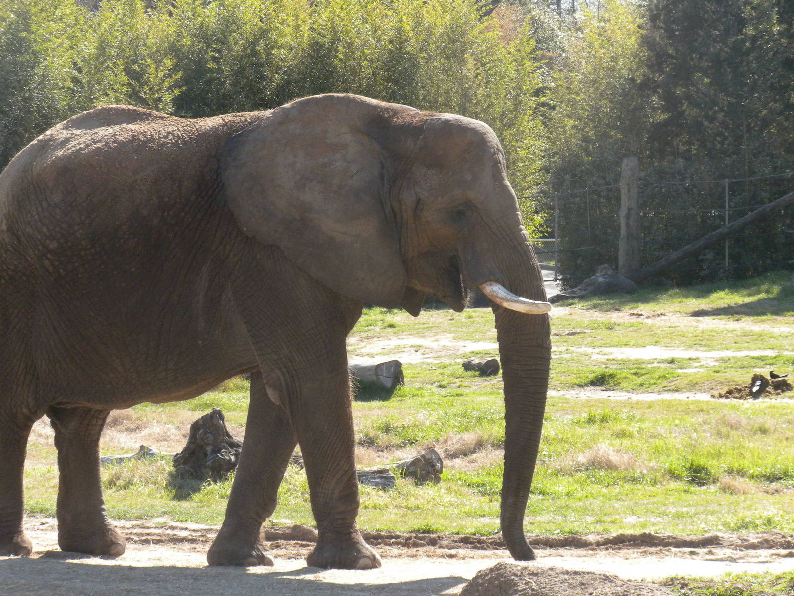African Elephant