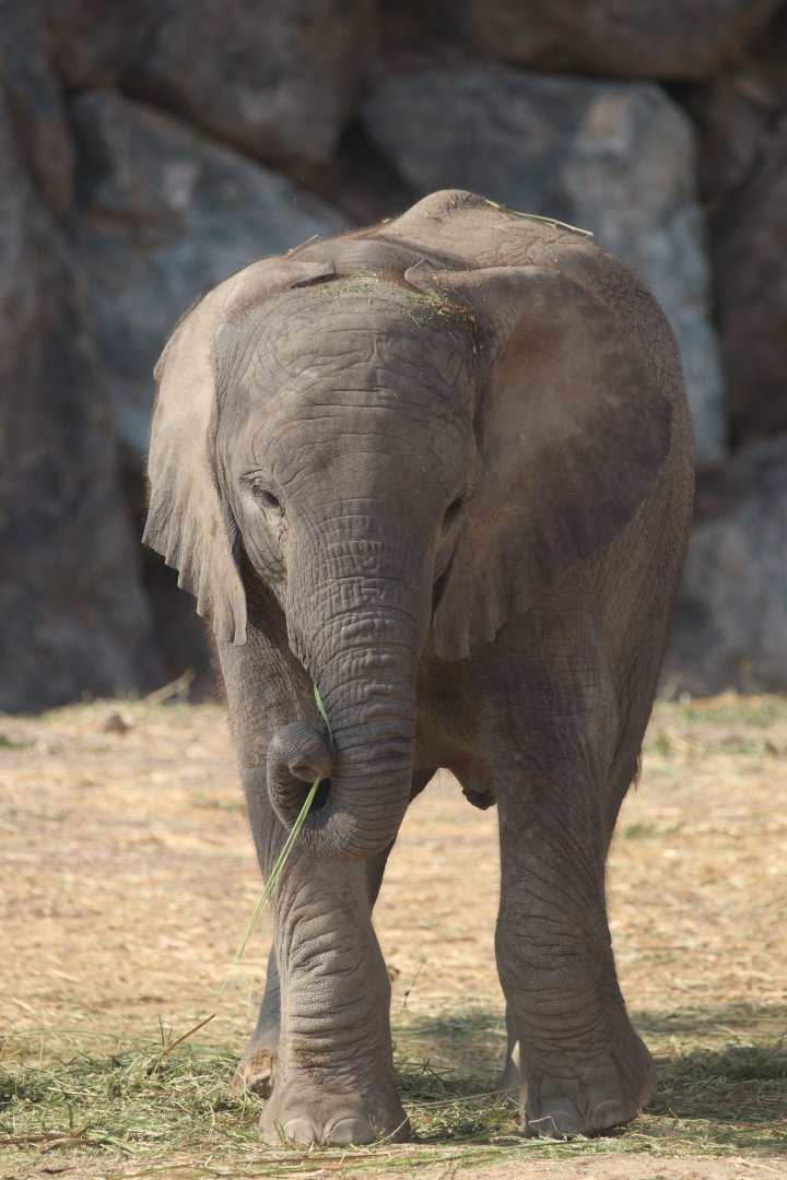 African elephant