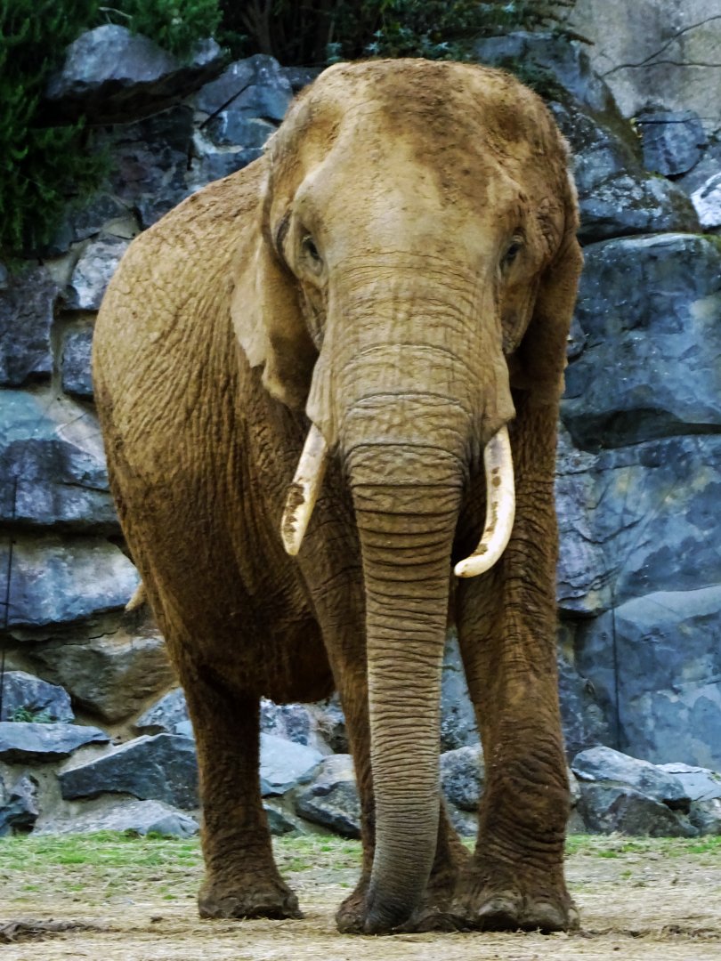 African elephant