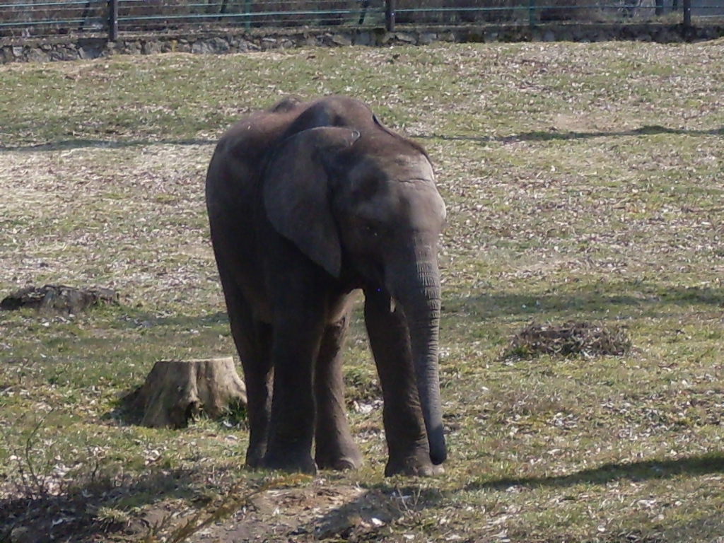 African elephant