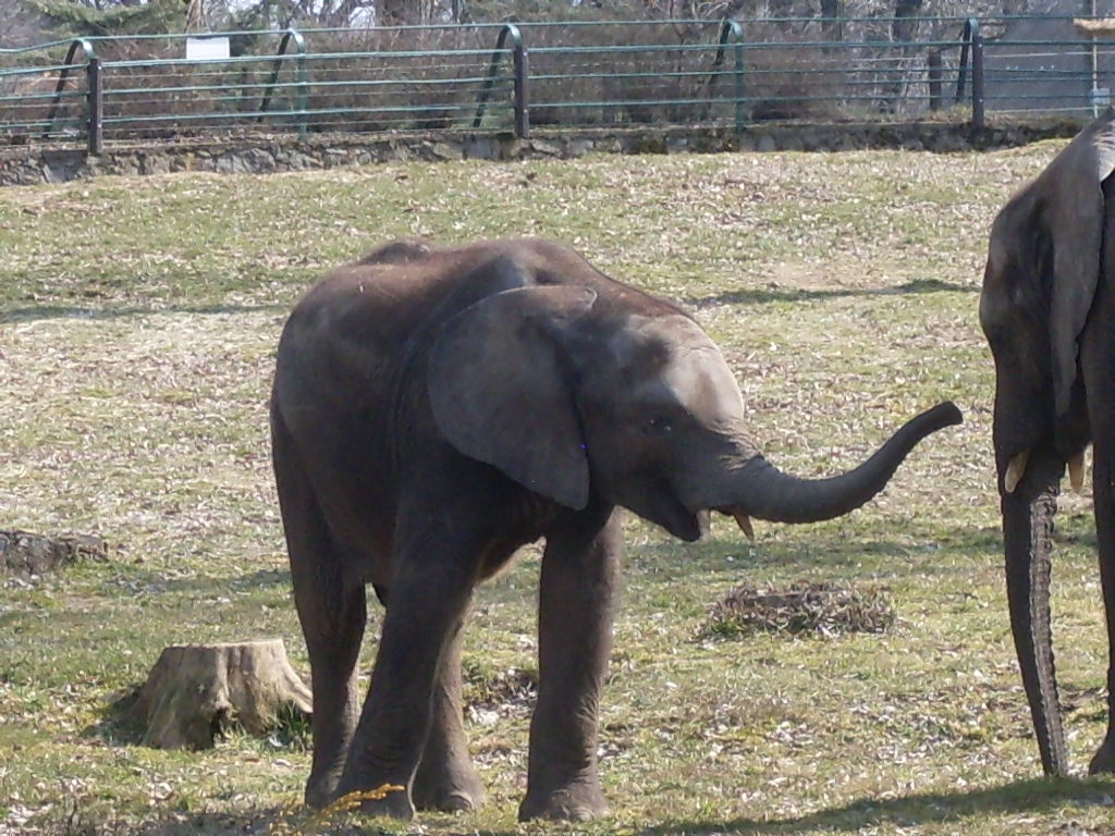 African elephant